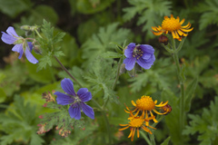 Geranium platypetalum