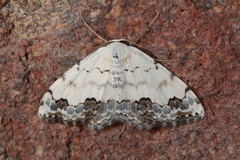 Scopula decorata