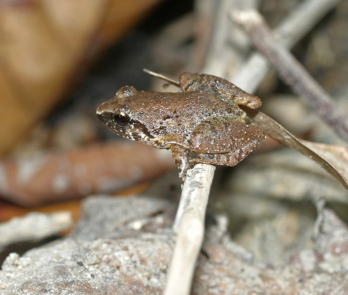 Hasche's Frog, Limnonectes hascheanus