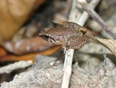 Limnonectes hascheanus