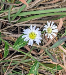 Aster panduratus