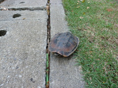 Malayemys macrocephala