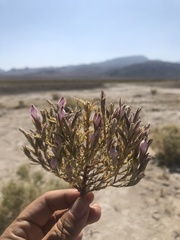 Chloropyron tecopense