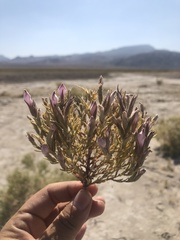 Chloropyron tecopense