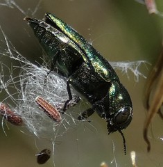 Coraebini