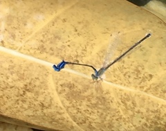 Pseudagrion microcephalum