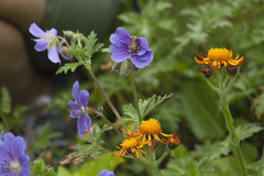 Geranium platypetalum