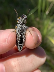 Cyrioides