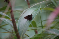 Ancistroides nigrita