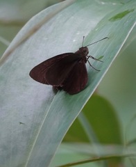 Ancistroides nigrita