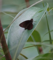 Ancistroides nigrita