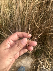 Fimbristylis thermalis