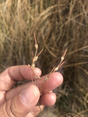 Fimbristylis thermalis