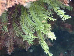 Caulerpa articulata