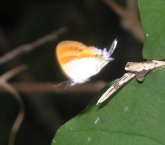 Sithon nedymond ismarus