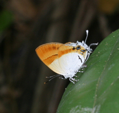 Sithon nedymond ismarus