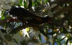 Yoyetta spectabilis
