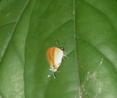 Sithon nedymond ismarus