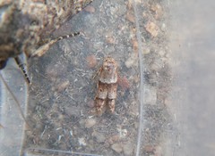 Blastobasis pulchella