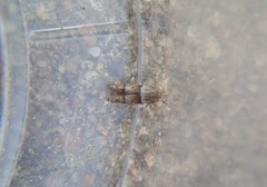 Blastobasis pulchella