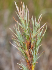 Dracophyllum oliveri