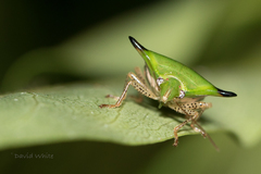 Hoffmanseggiella defensor