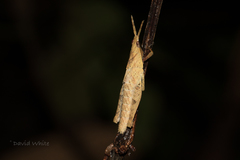 Desmoptera truncatipennis