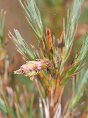 Dracophyllum oliveri