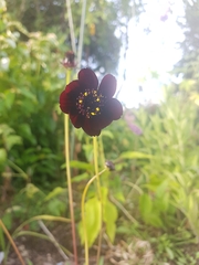 Cosmos atrosanguineus