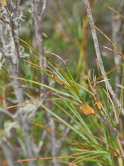 Dracophyllum oliveri