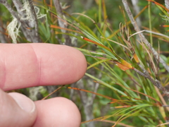 Dracophyllum oliveri