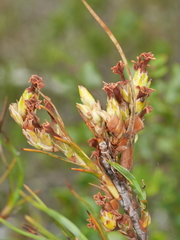 Dracophyllum oliveri
