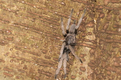 Selenocosmiinae