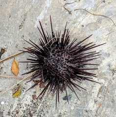Echinozoa