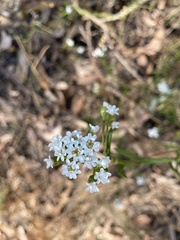 Ixodia achillaeoides