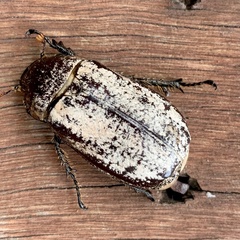 Dermolepida albohirtum