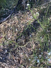 Ixodia achillaeoides