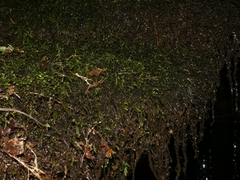 Rhynchostegium aquaticum