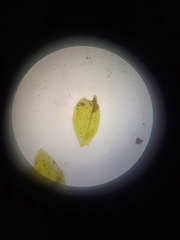 Rhynchostegium aquaticum