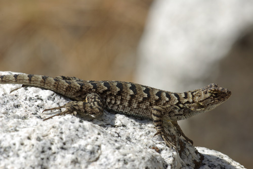 iNaturalist observation photo of Great Basin Fence Lizard