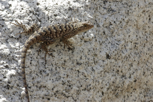 iNaturalist observation photo of Great Basin Fence Lizard