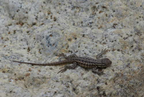iNaturalist observation photo of Northern Sagebrush Lizard