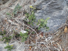 Melicytus improcerus