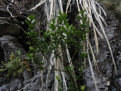 Melicytus improcerus