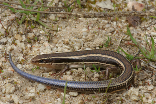 Western Skink