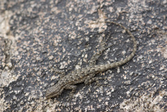 Urosaurus ornatus schottii