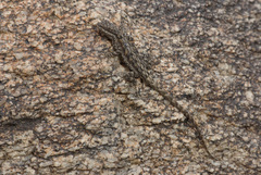 Urosaurus ornatus schottii
