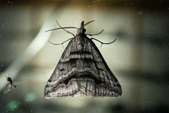 Dichromodes consignata