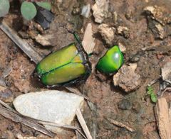 Chlorocala africana subsuturalis