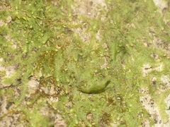 Cheilolejeunea clypeata